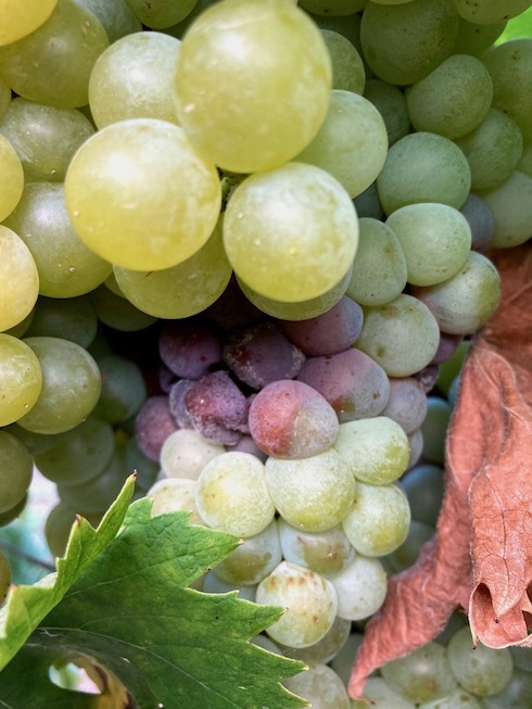La botrite ha effetti negativi in particolar modo sulla qualità dell'uva